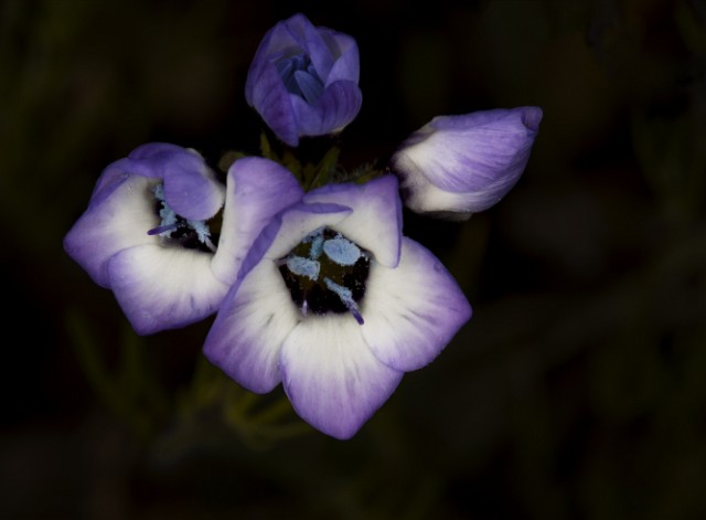 Gilia tricolor - Three Colored Gilia 17-3435.psd